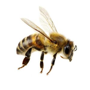 Bee & You Propolis Shot 50 ml