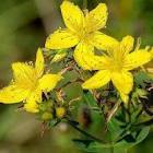 Doğa Sarayı Kantaron Otu 40 gr