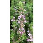 RMD Bitera Kekik Thymus Vulgaris 50 gr