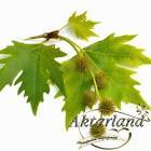 RMD Bitera Çınar Yaprağı 50 gr