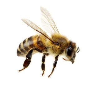 Bee & You Phenolix Boğaz Spreyi 30 ml