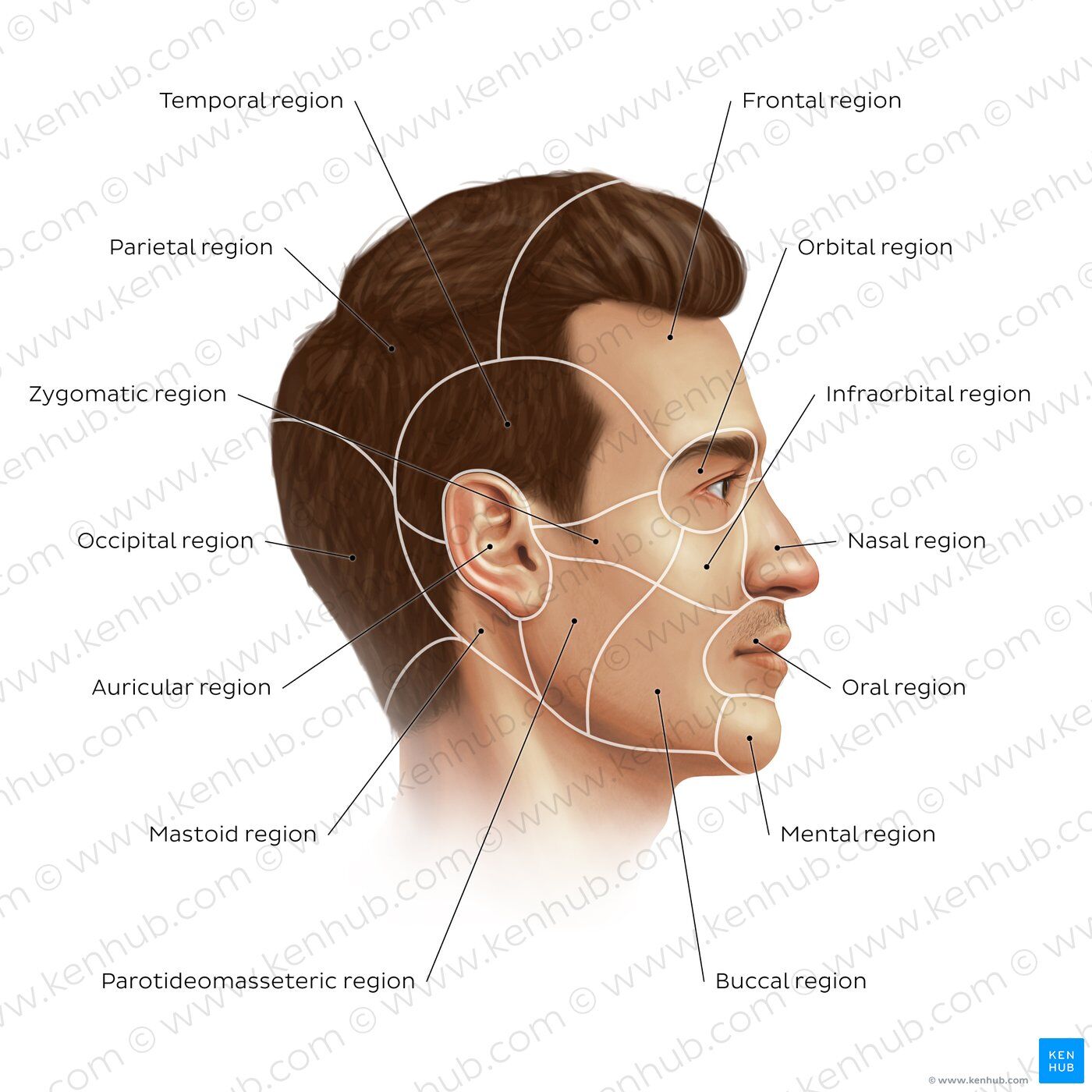 Head & Shoulders Clinical Şampuan  2 in 1 Strength Dandruff Defense Dry Scalp Rescue 400 ml