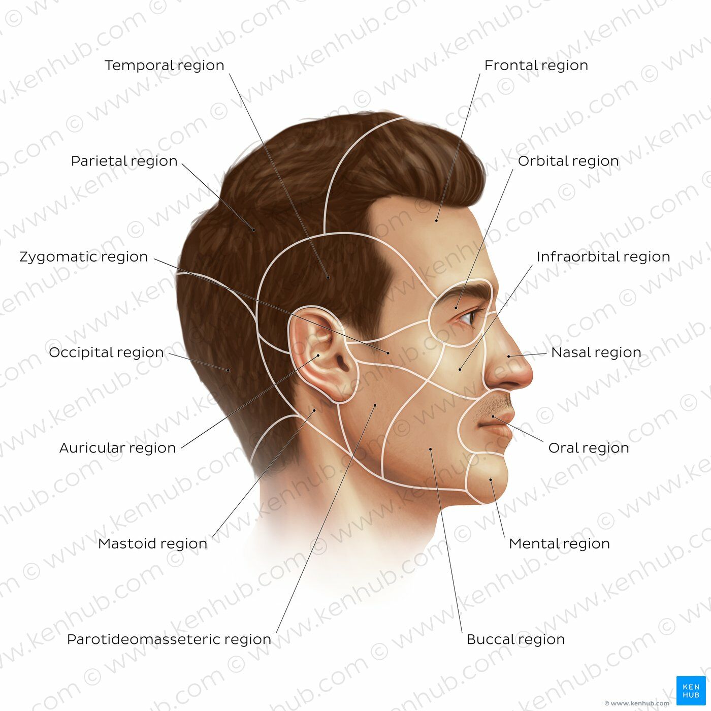 Head & Shoulders Şampuan Kafein Özlü Dökülme Karşıtı 350 ml