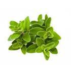 Perfect Drops Origanum Majorana Pastil 12'li