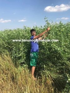 Azura Mix 5'li Karışım 640 gr